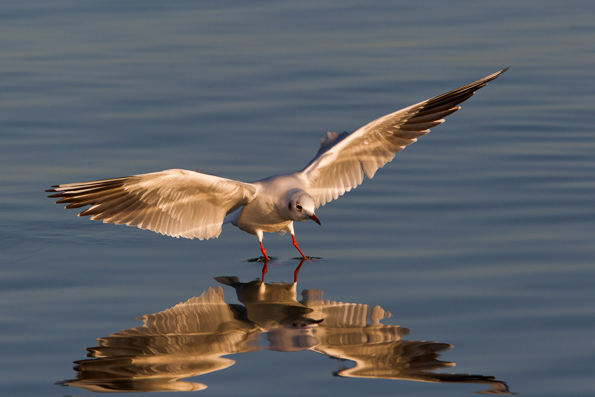 L'ammaraggio del gabbiano comune...