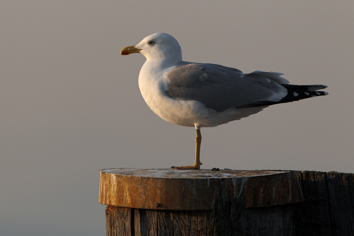 Il riposo del reale al tramonto...