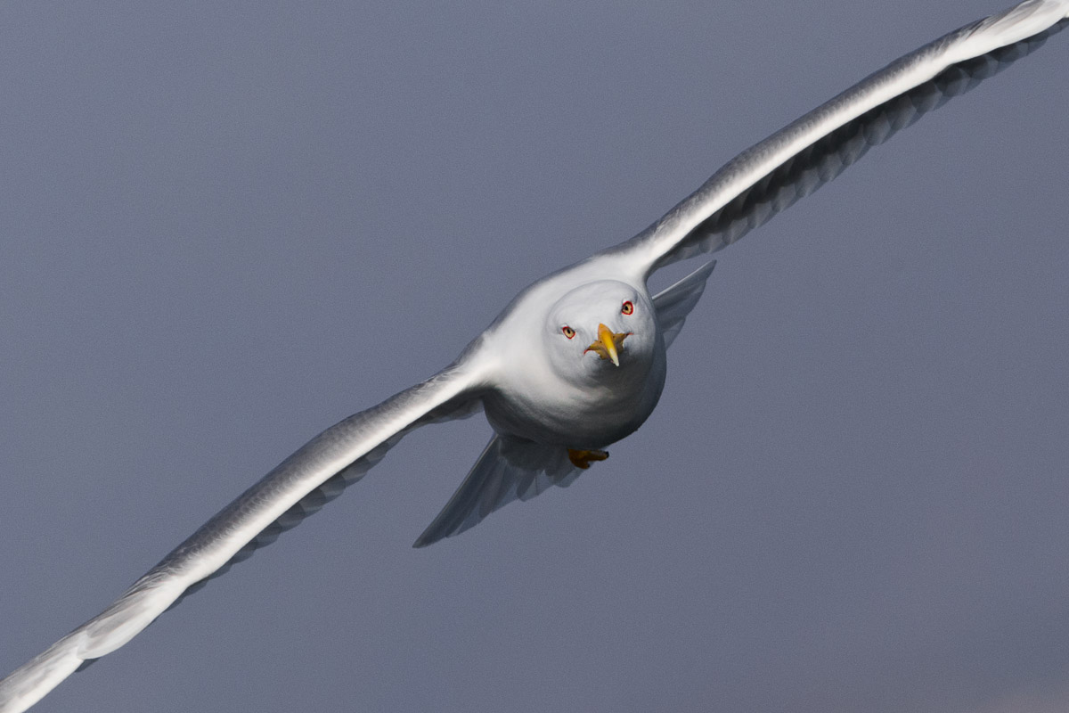 Diritto negli occhi...