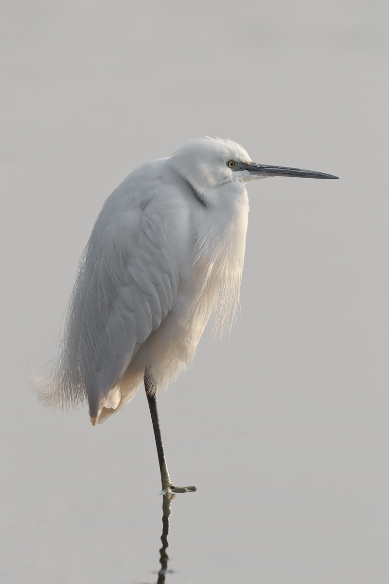 Egret ...