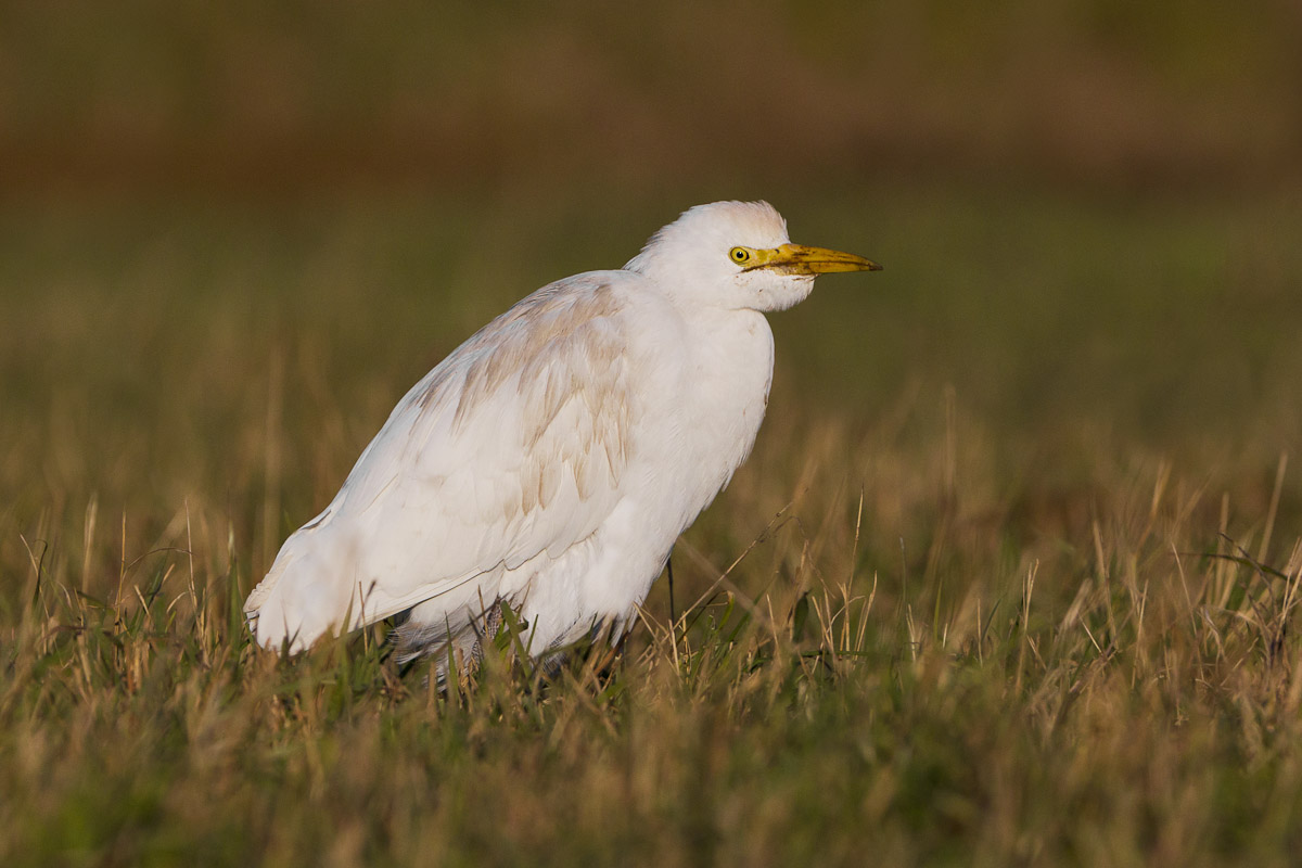 Airone guardabuoi...