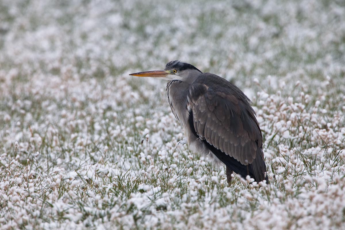 Grey Heron ...