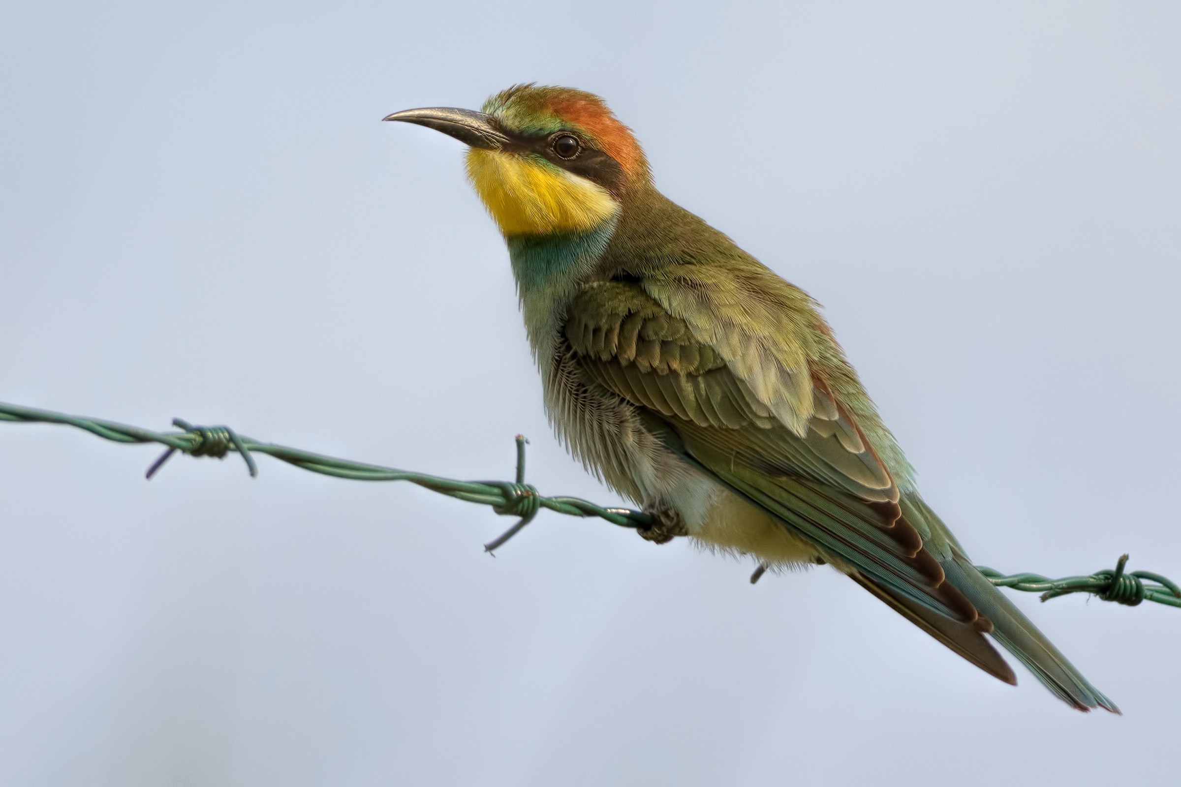 Gruccione (Merops apiaster)