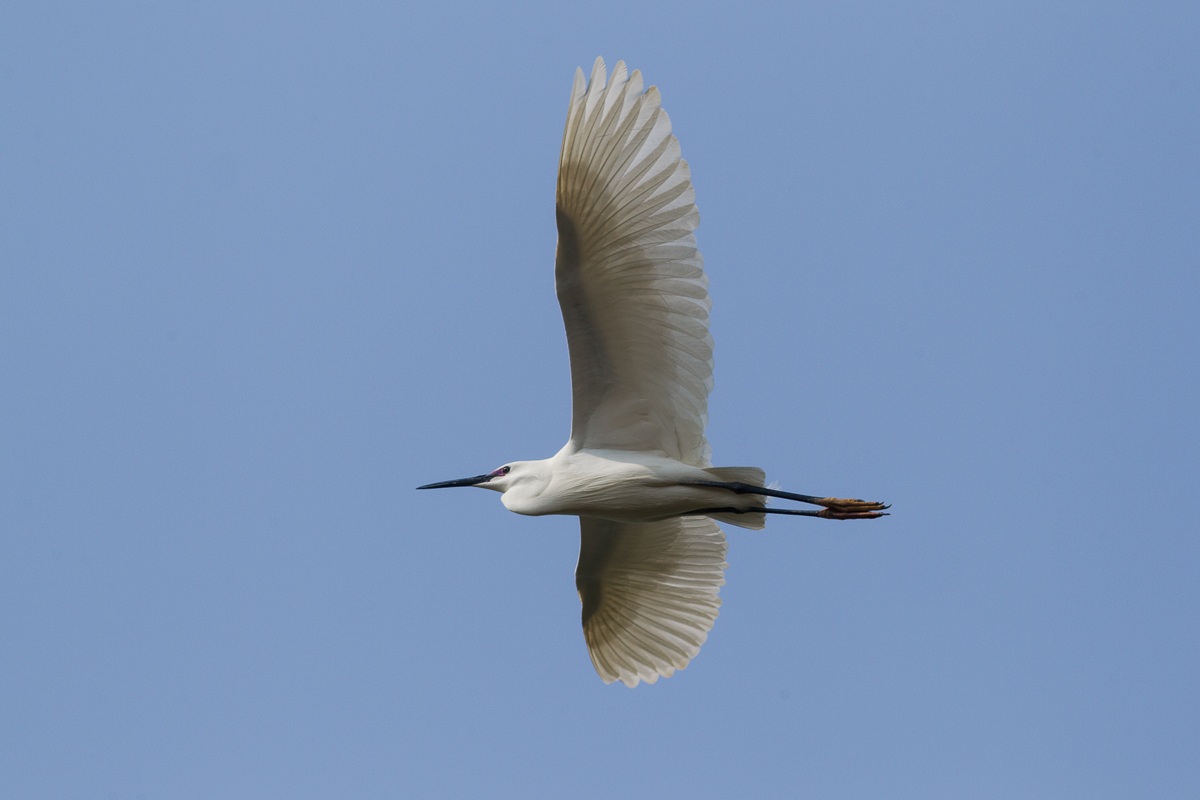 Egret in flight ...