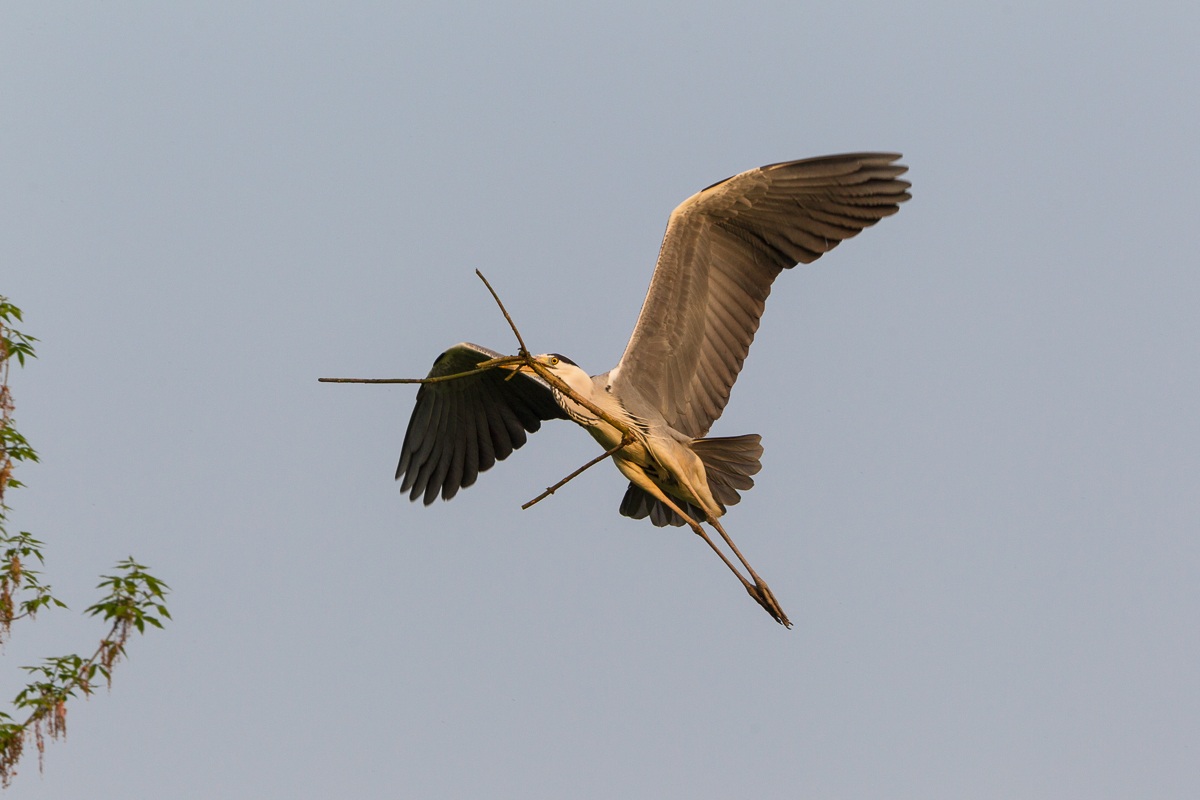 Grey heron with nesting material ...