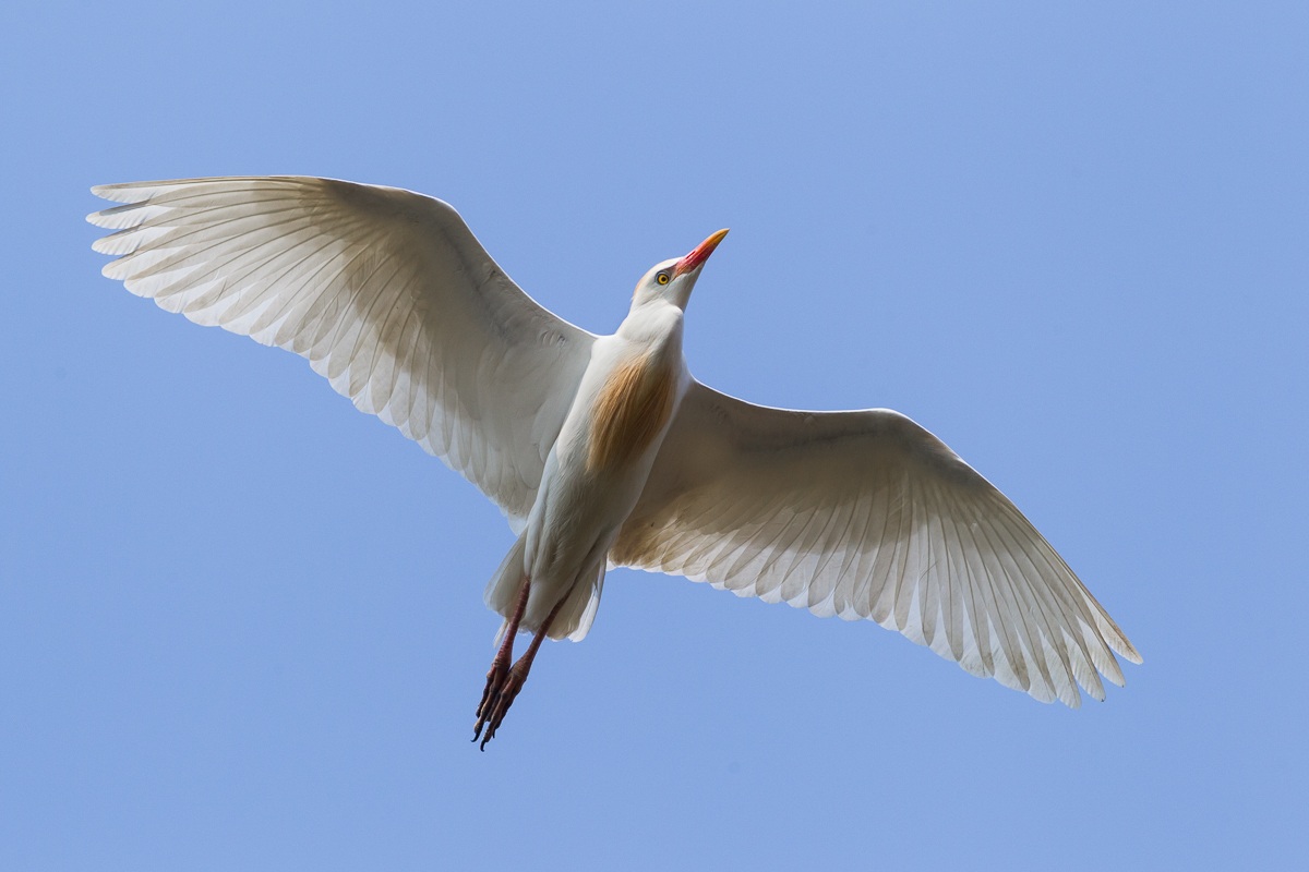 Gauardabuoi in volo...