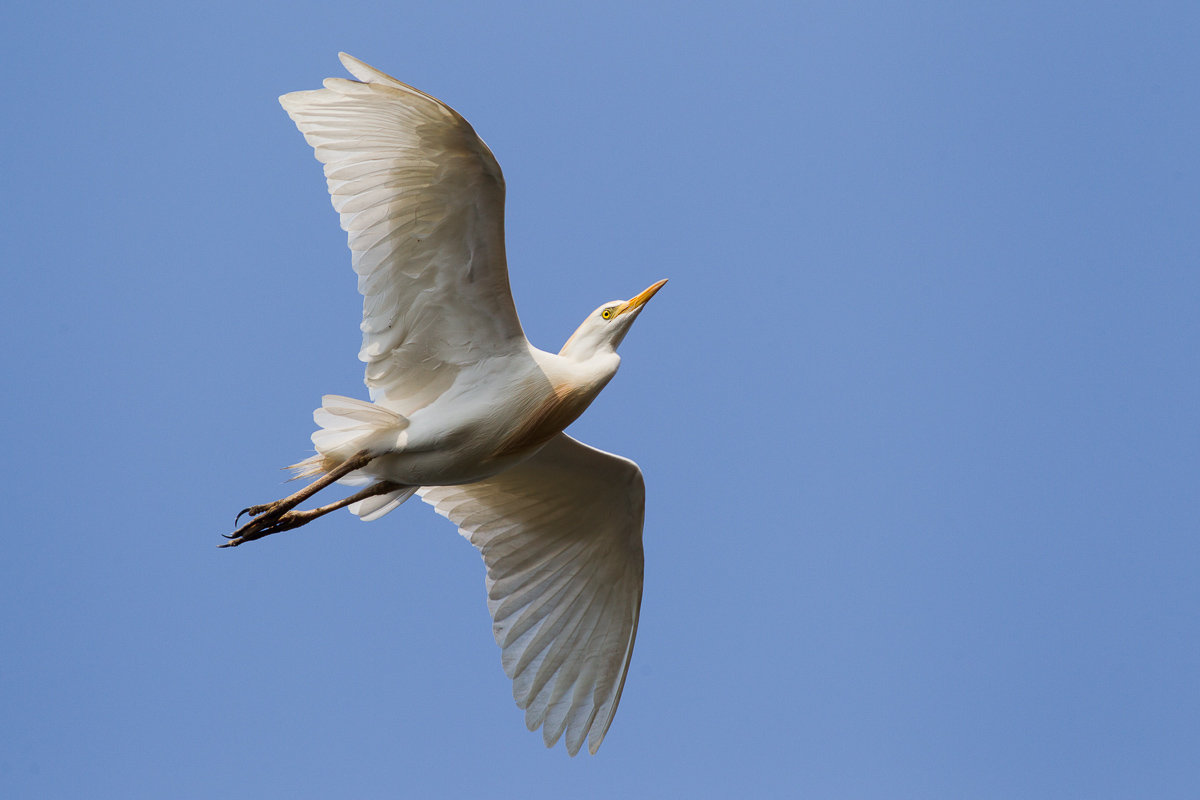 Gauardabuoi in flight ...