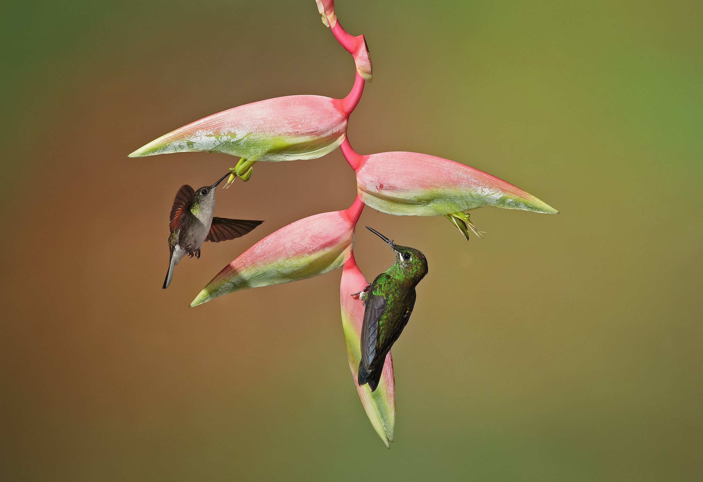 Hummingbird