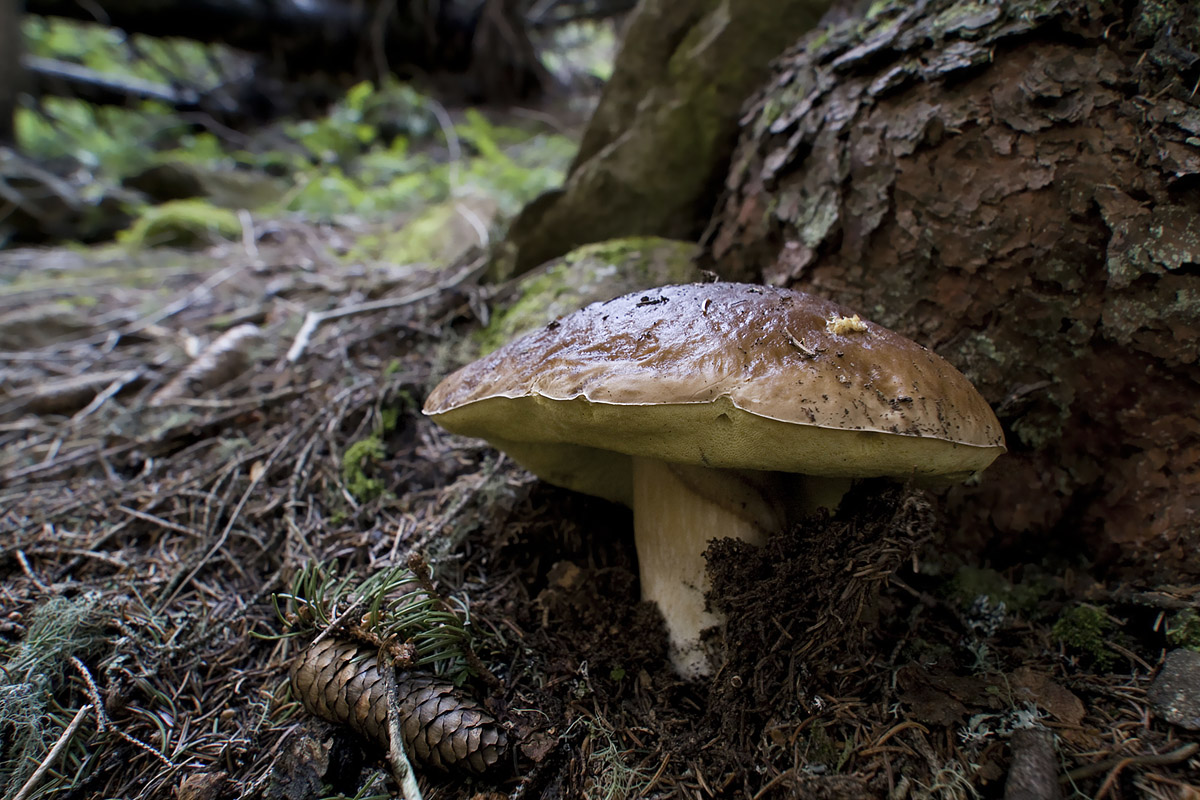 Boletus edulis