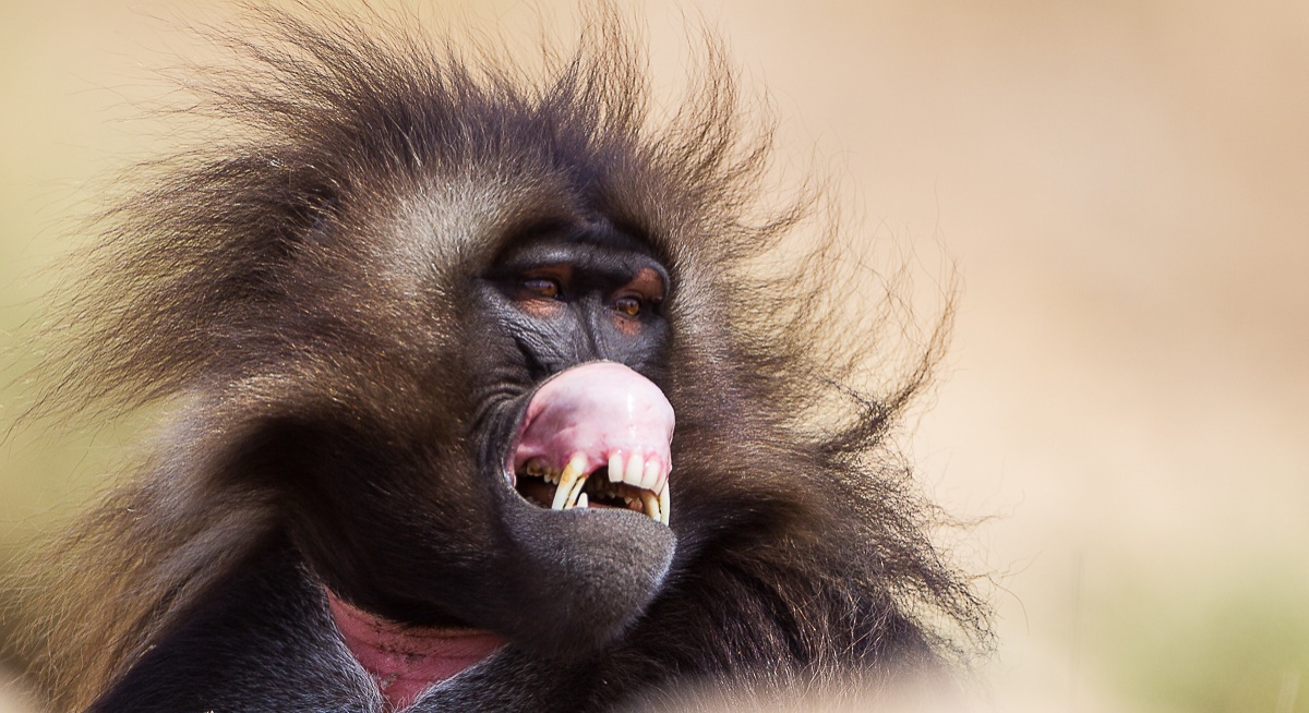 Portrait of Gelada