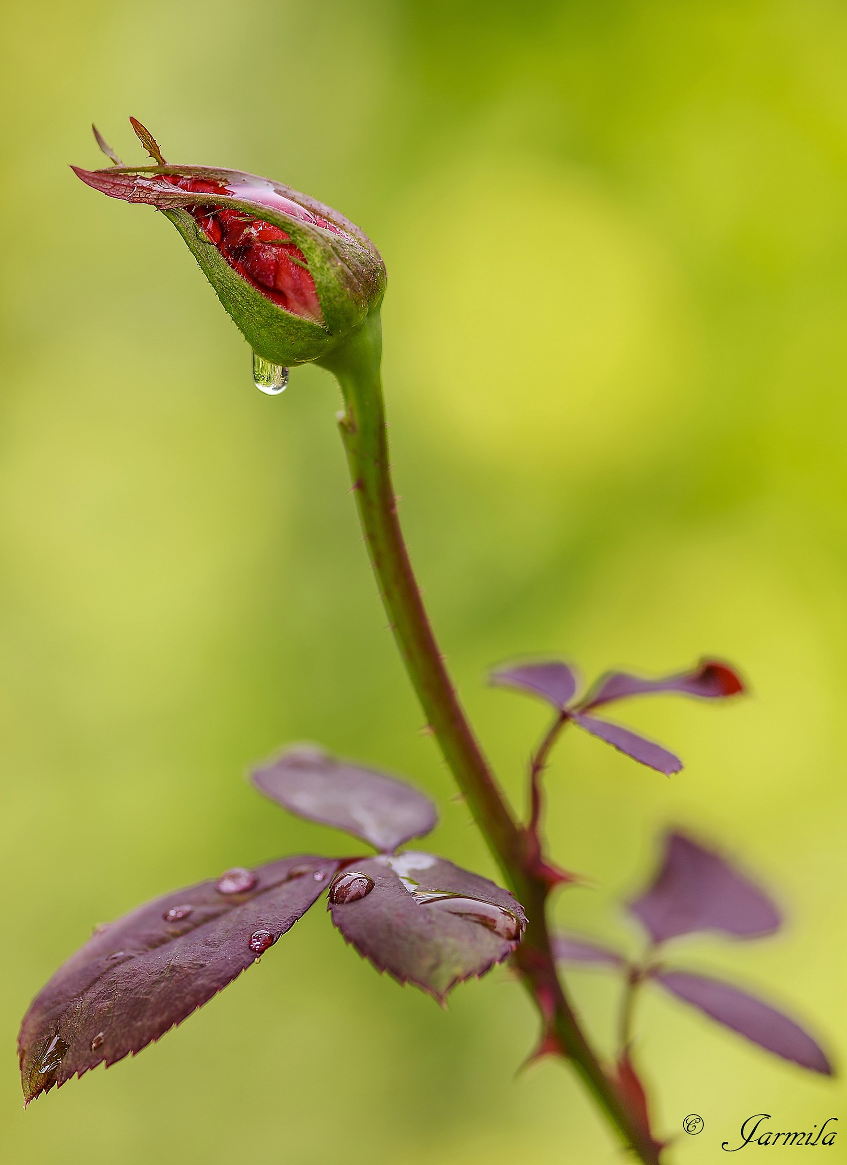 Il Bocciolo Della Rosa