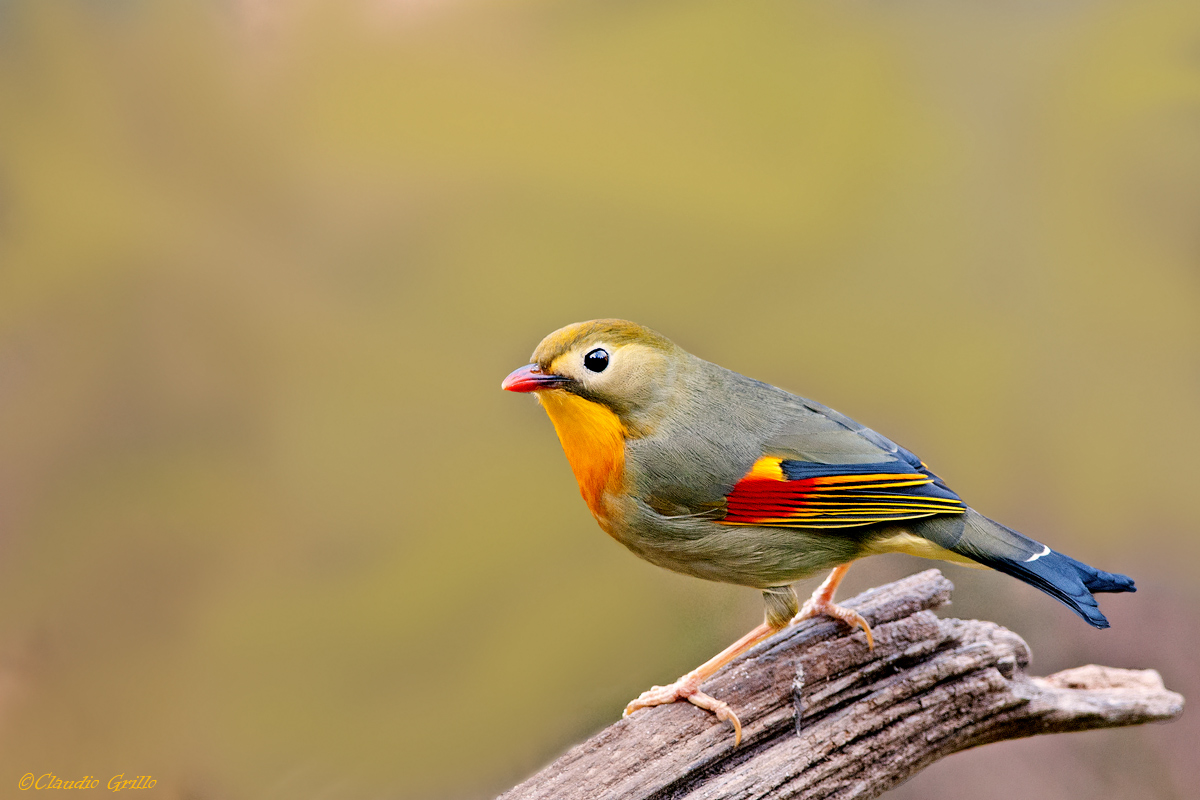 Nightingale of Japan