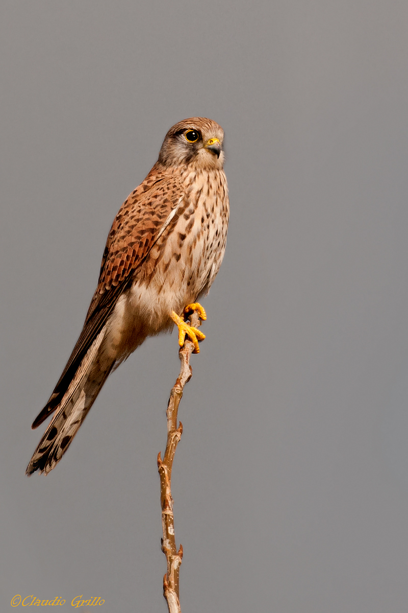 Kestrel