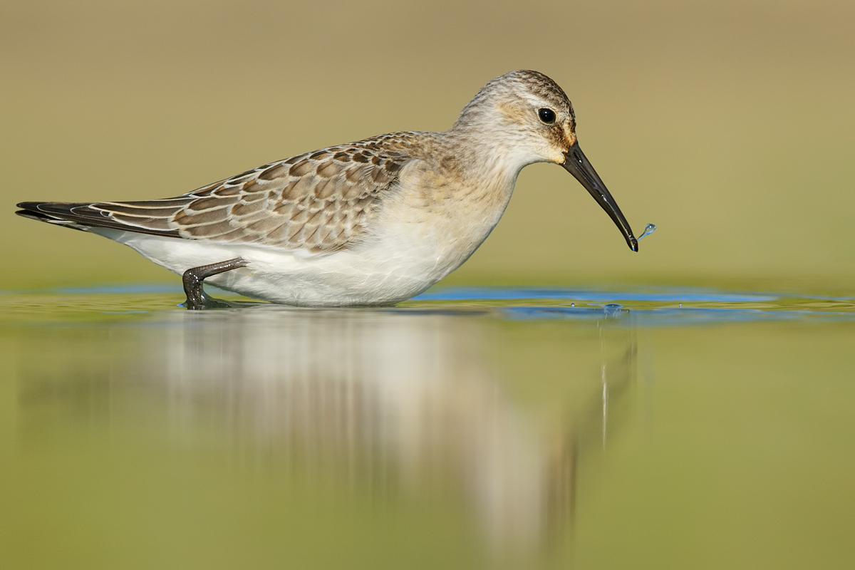 Sandpiper