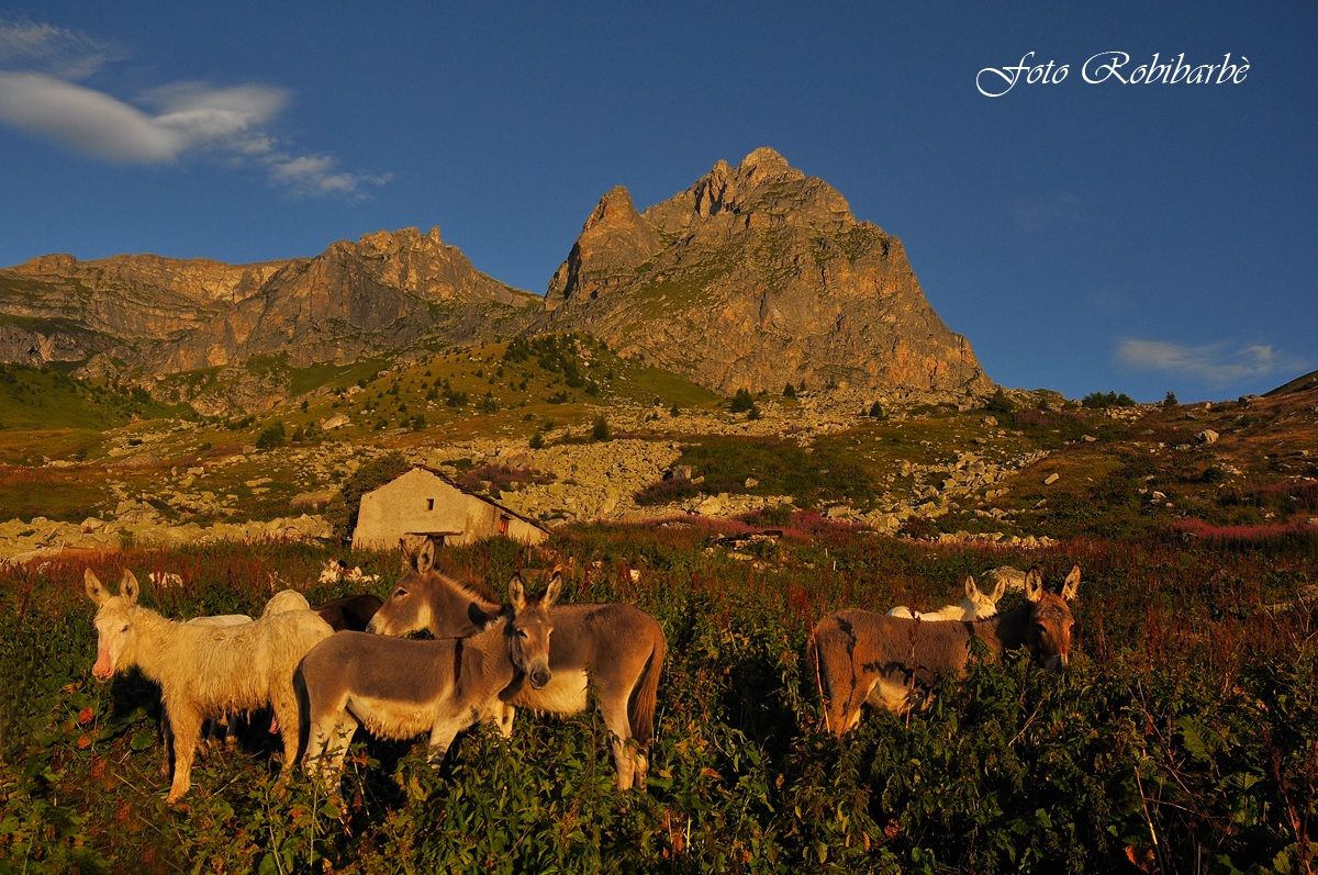 Asinelli ..al  Chersogno ....