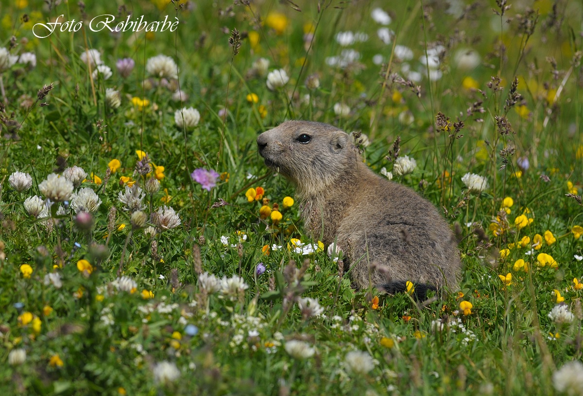 Marmottino ... millefiori ....