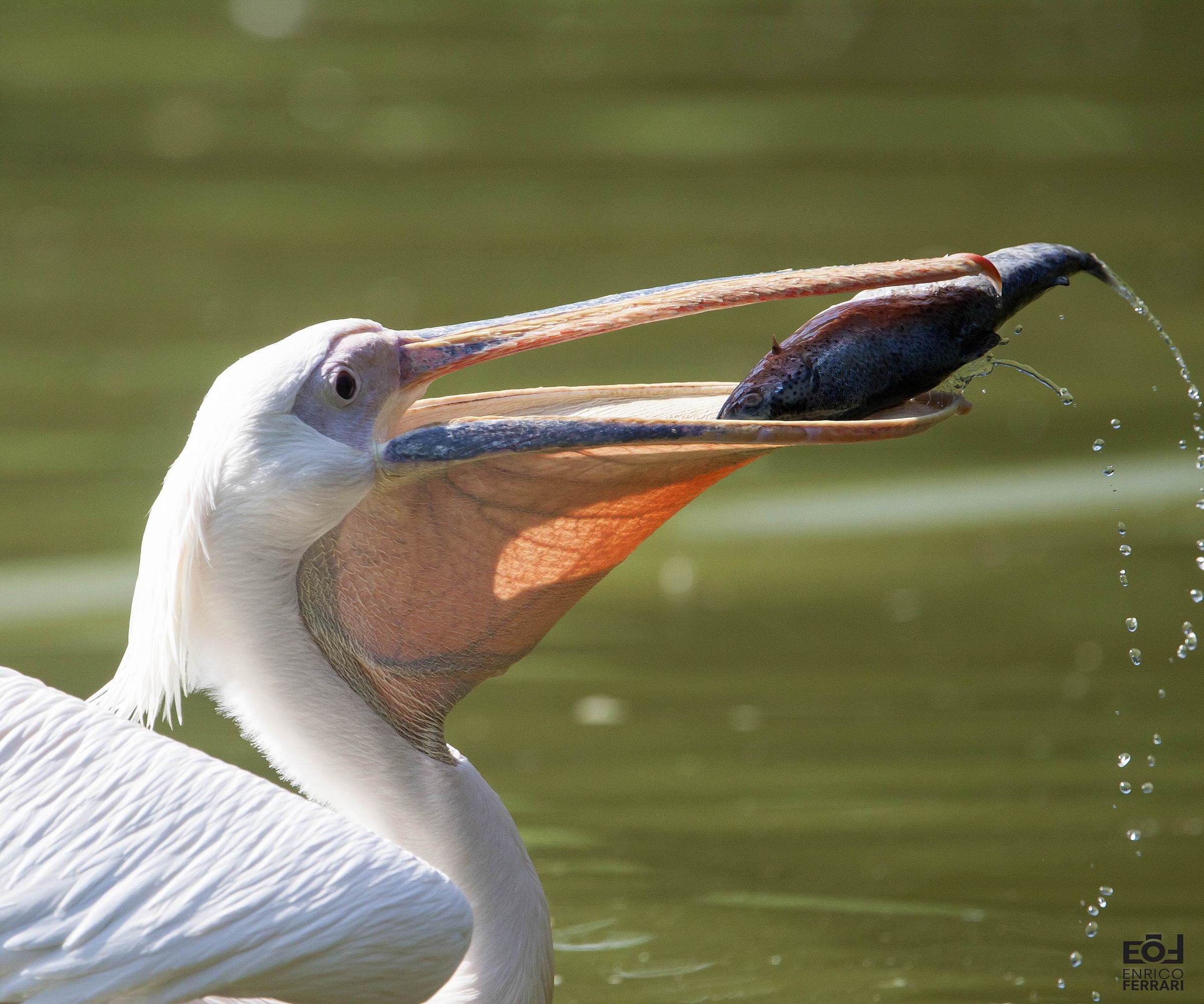 Pelican greedy