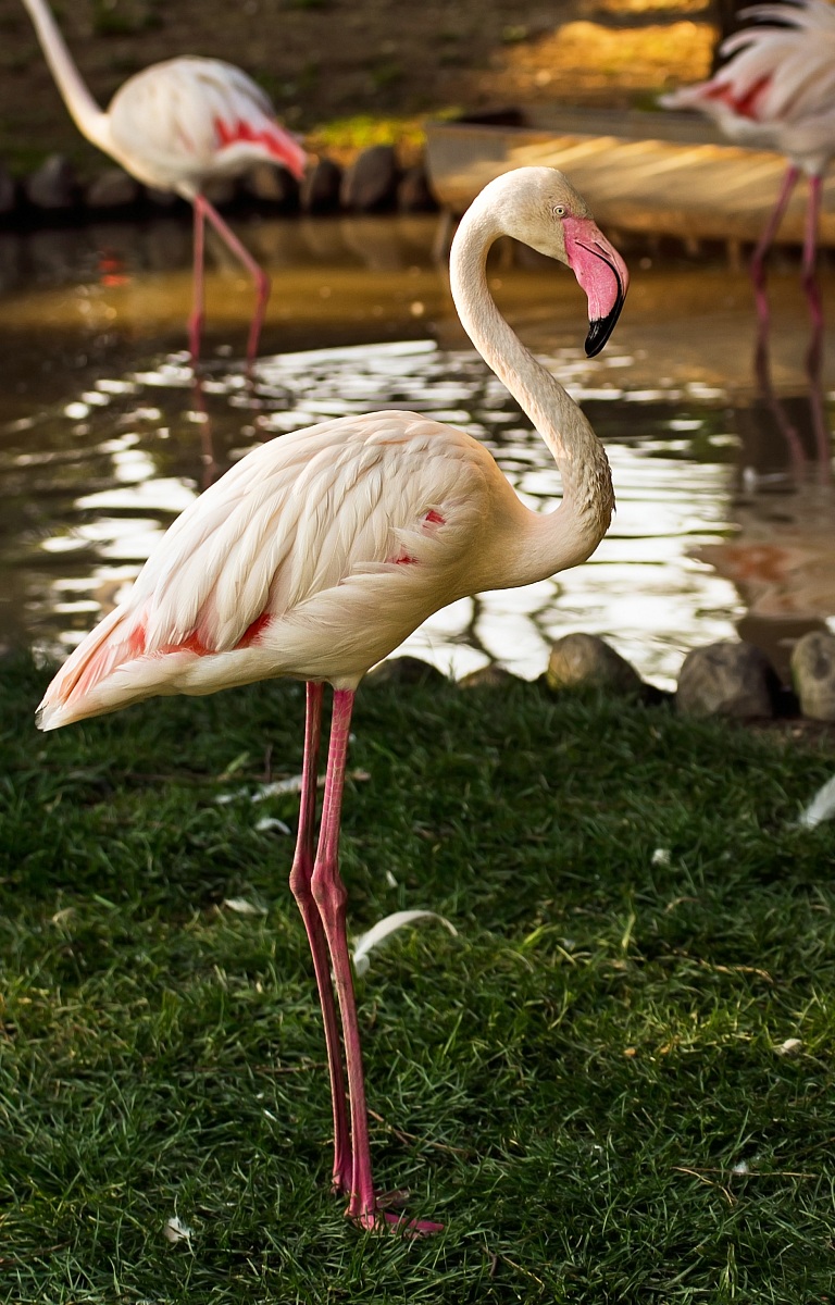 Pink flamingo