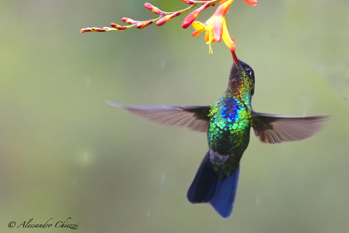 Colibri throat flame