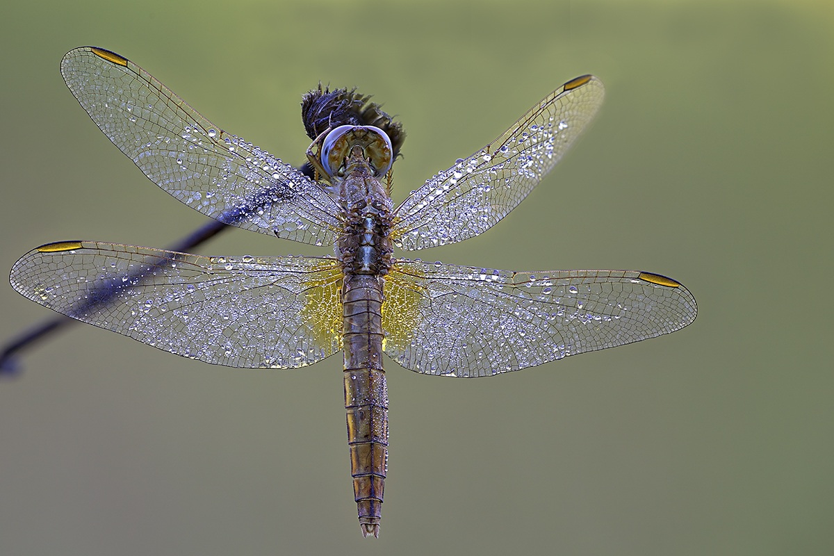 libellula