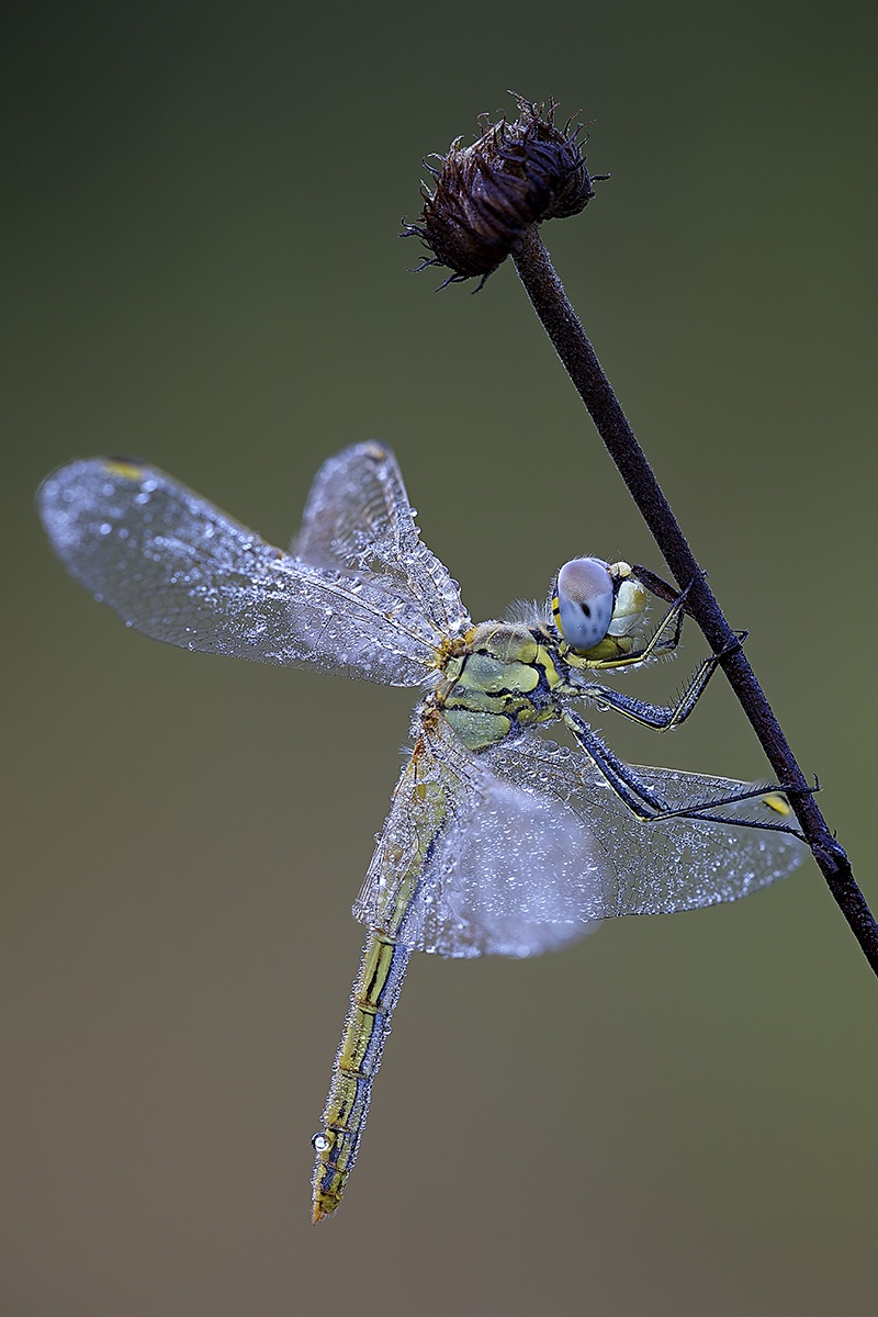libellula