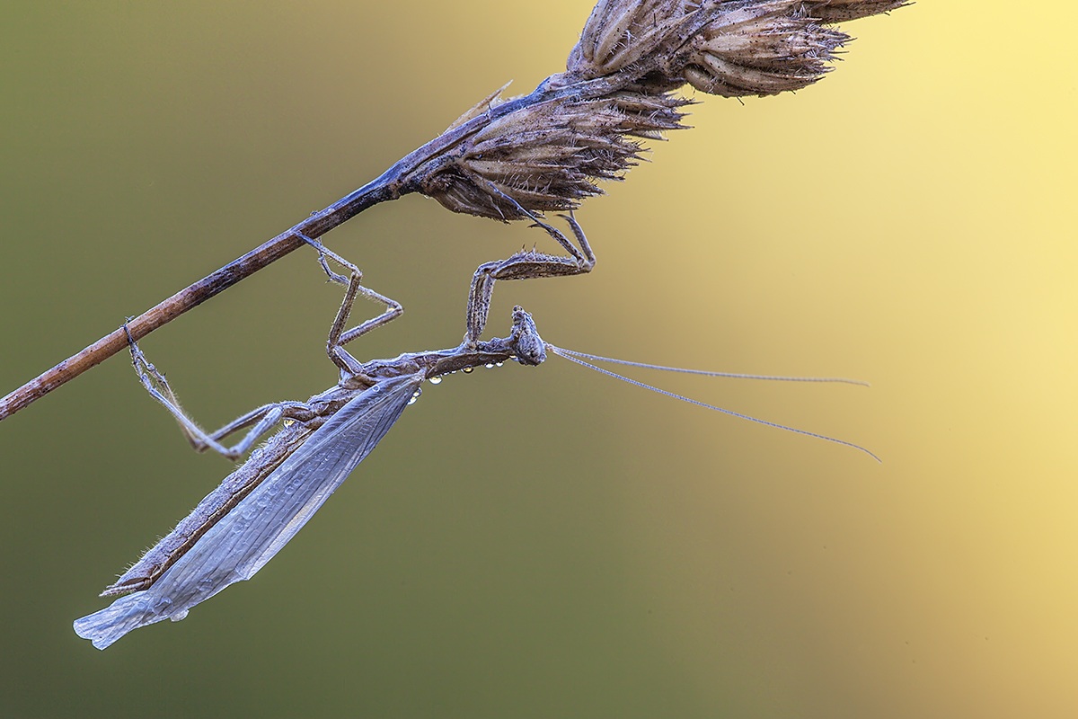 ameles decolor appena nata