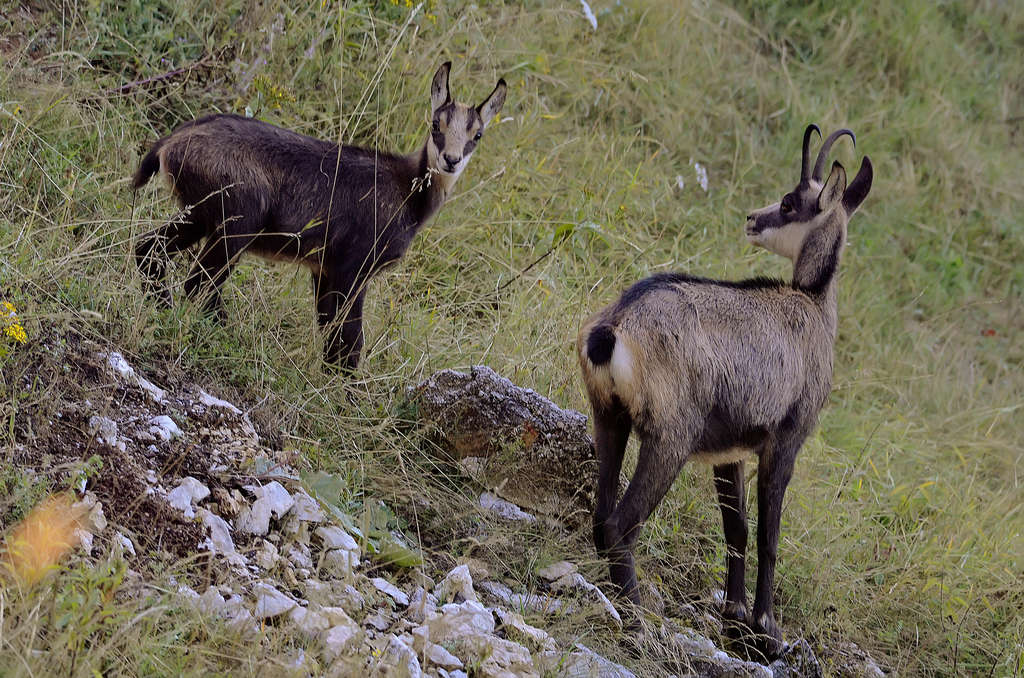 Camosci, piccolo e madre