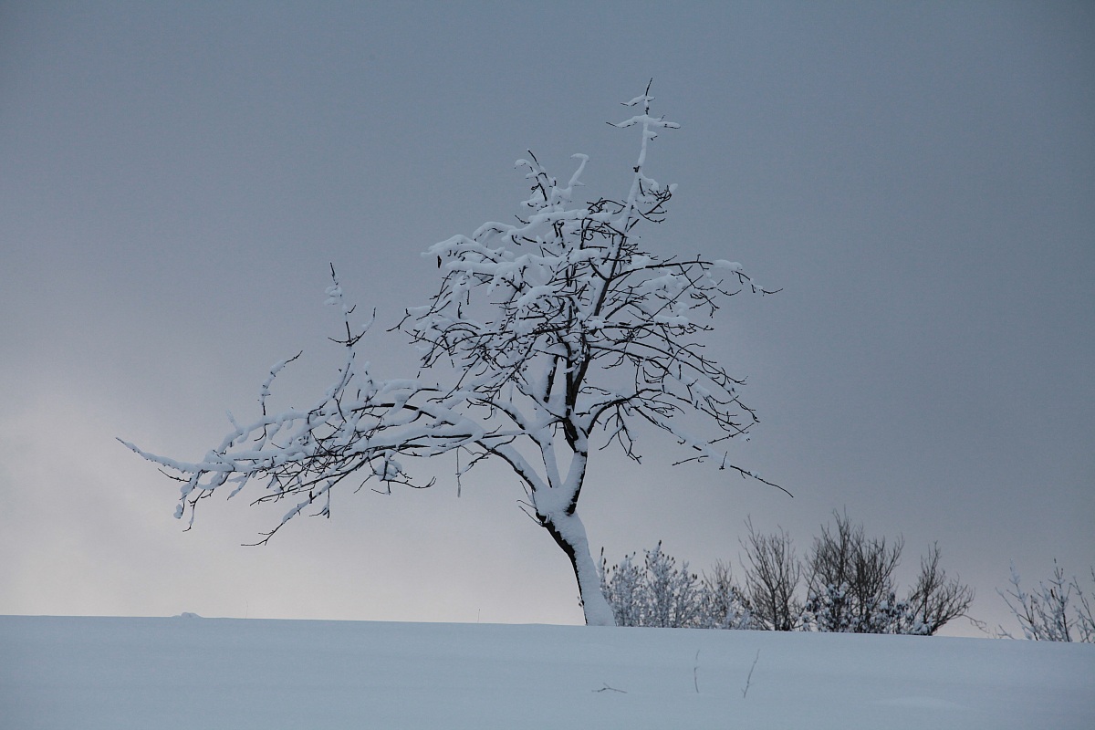 Albero solitario...che freddo!!!