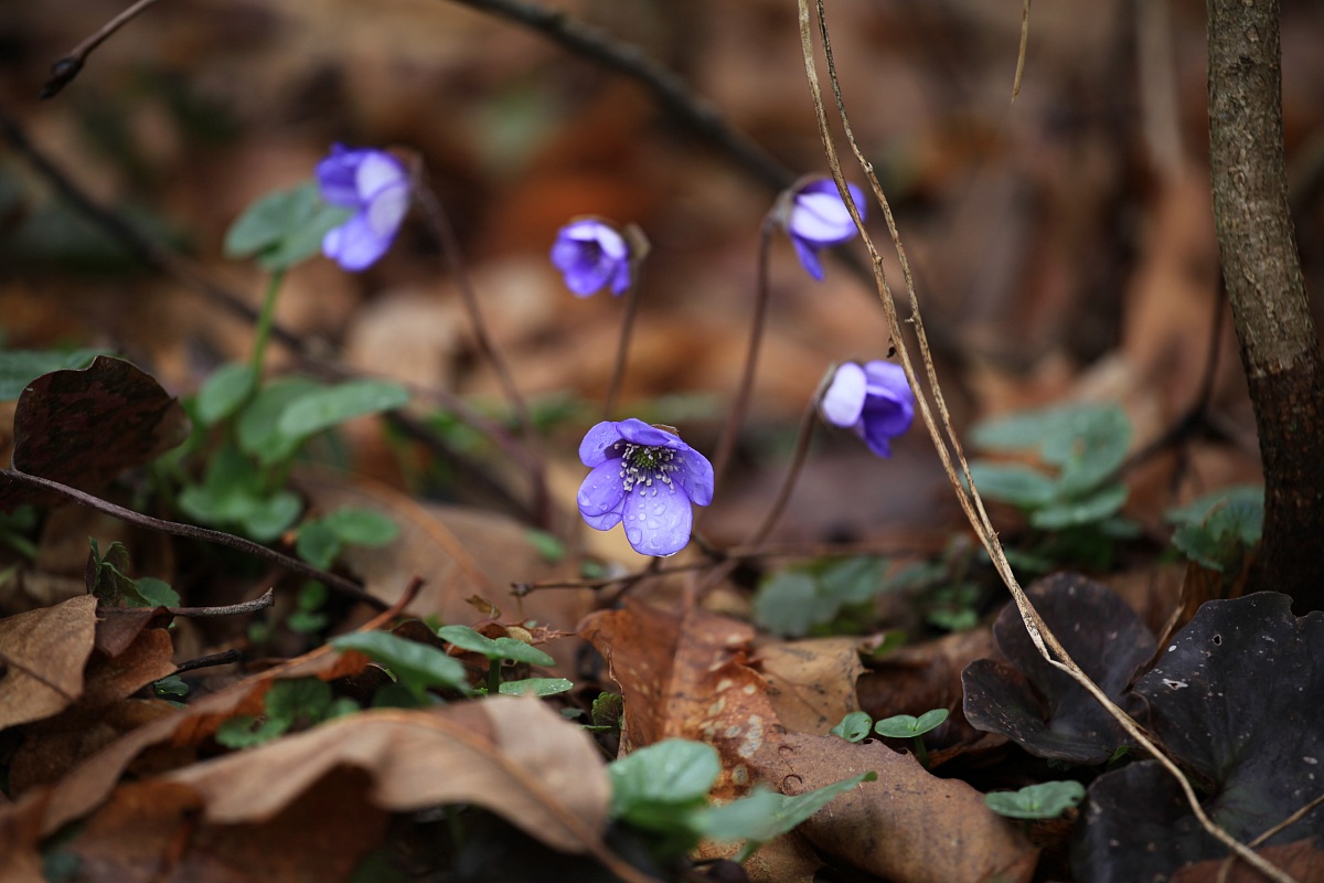 Hepatica nobilis...Ranuncolacee-Perenne