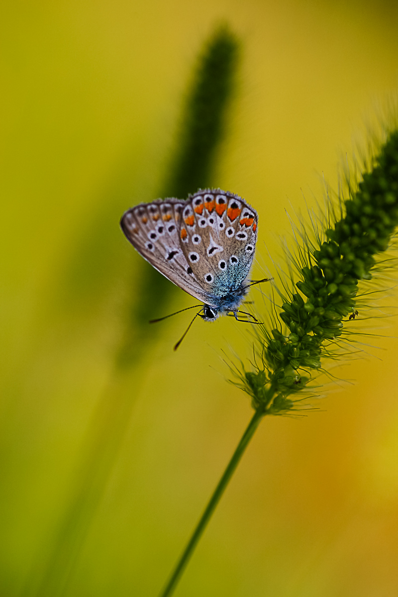 Farfalla su stelo erba