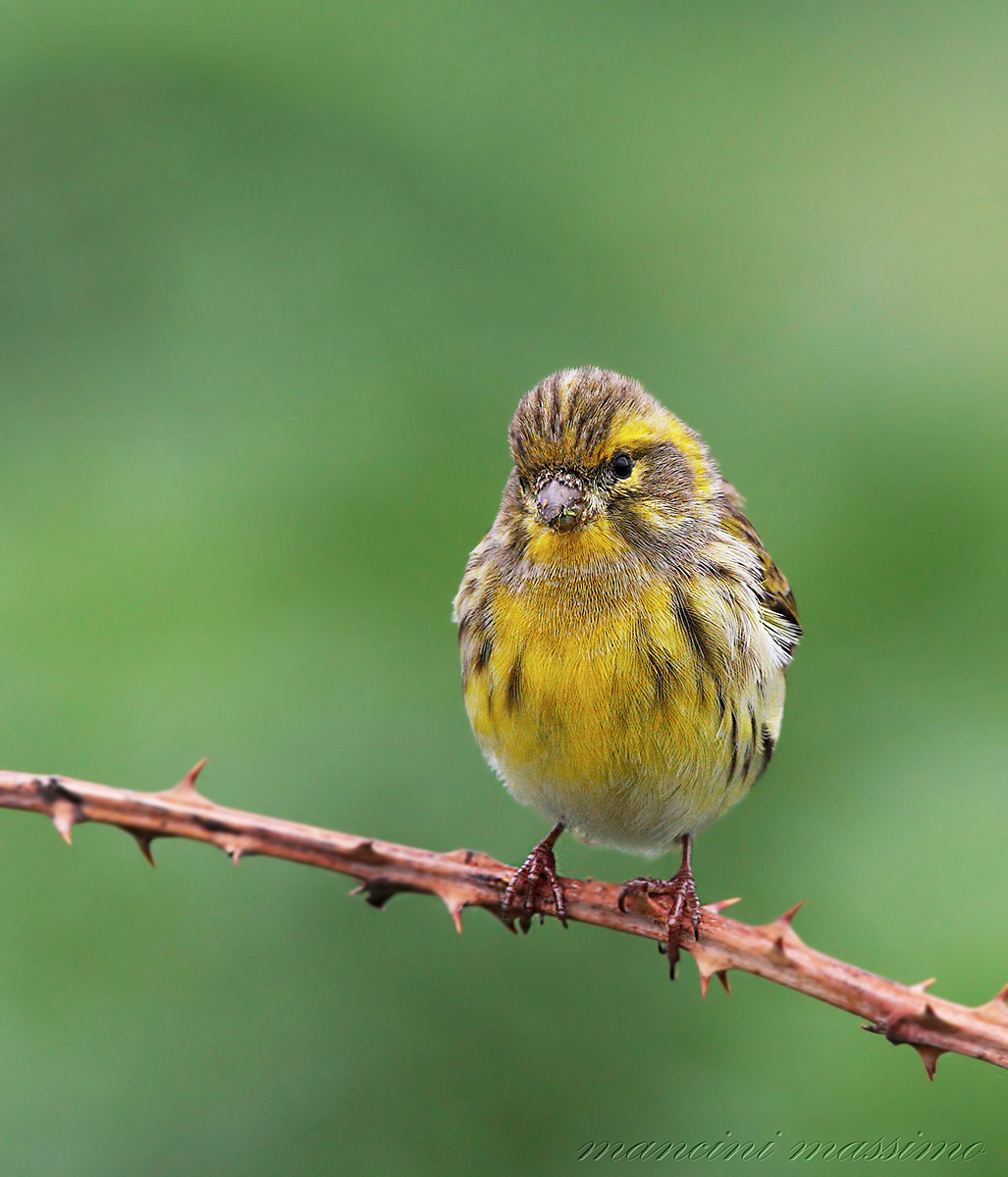 Verzellino (Serinus serinus)