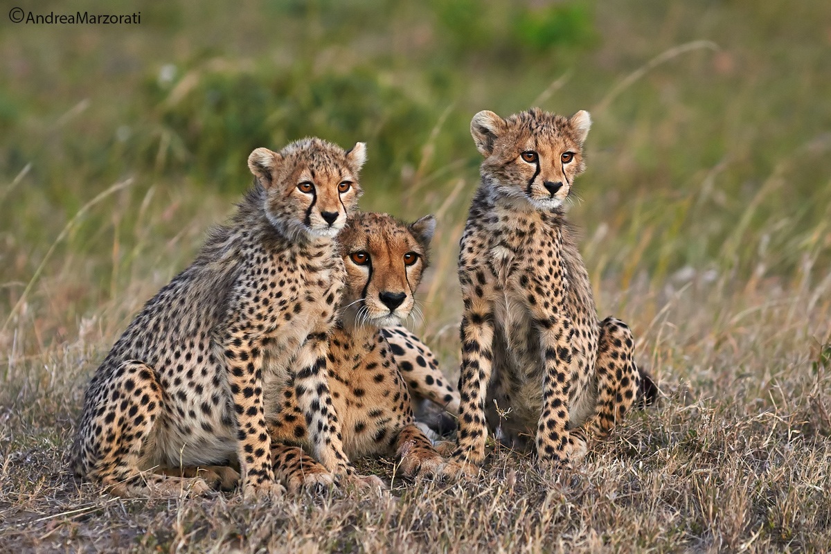 Cheetahs