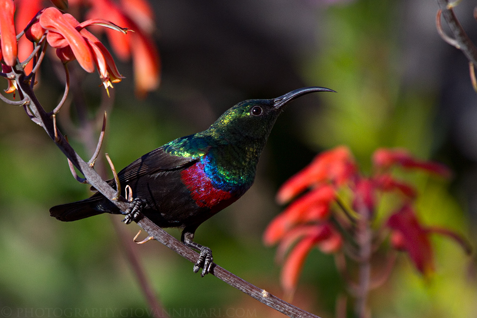 Cinnyris mariquensis