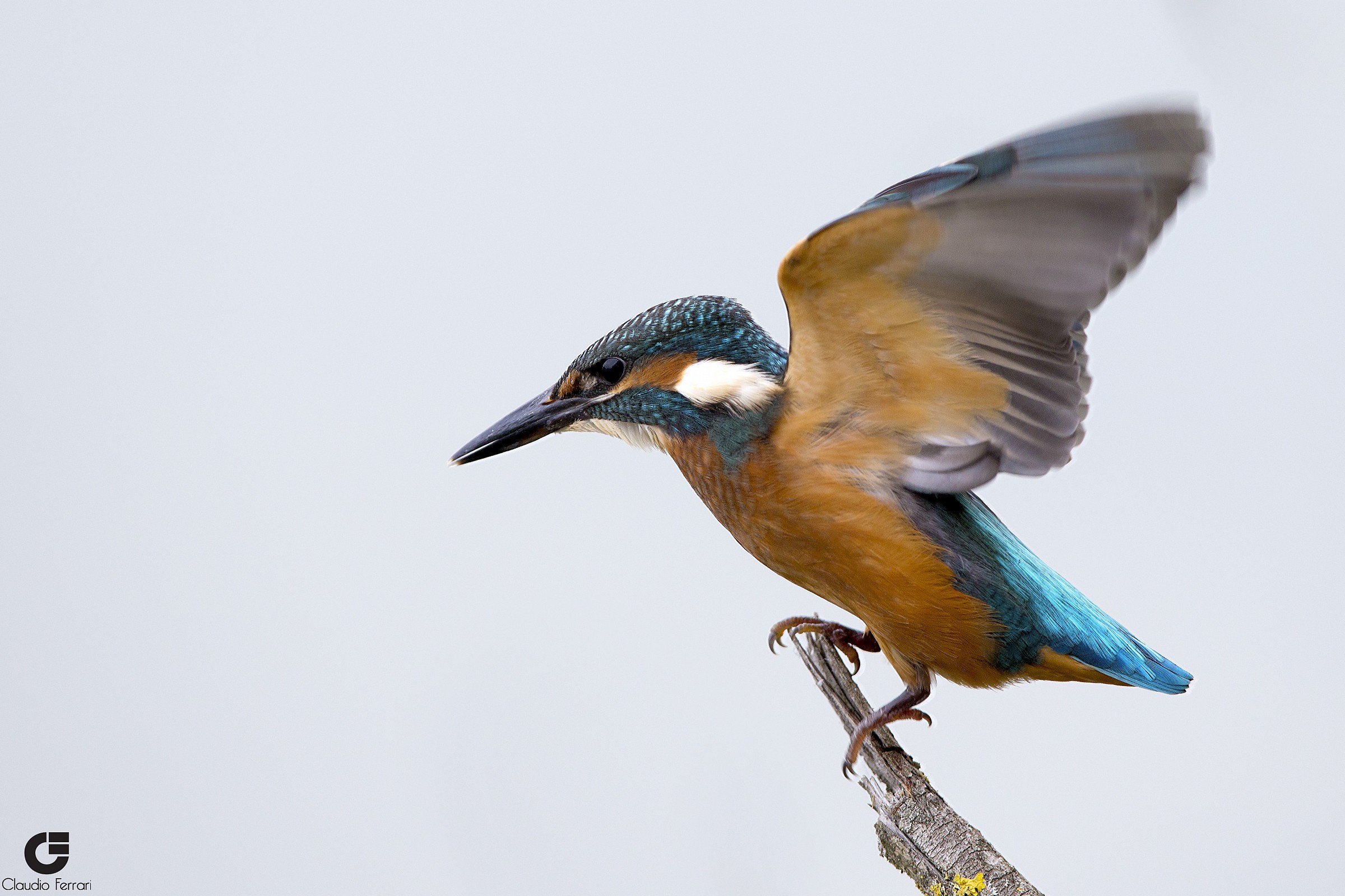 Kingfisher