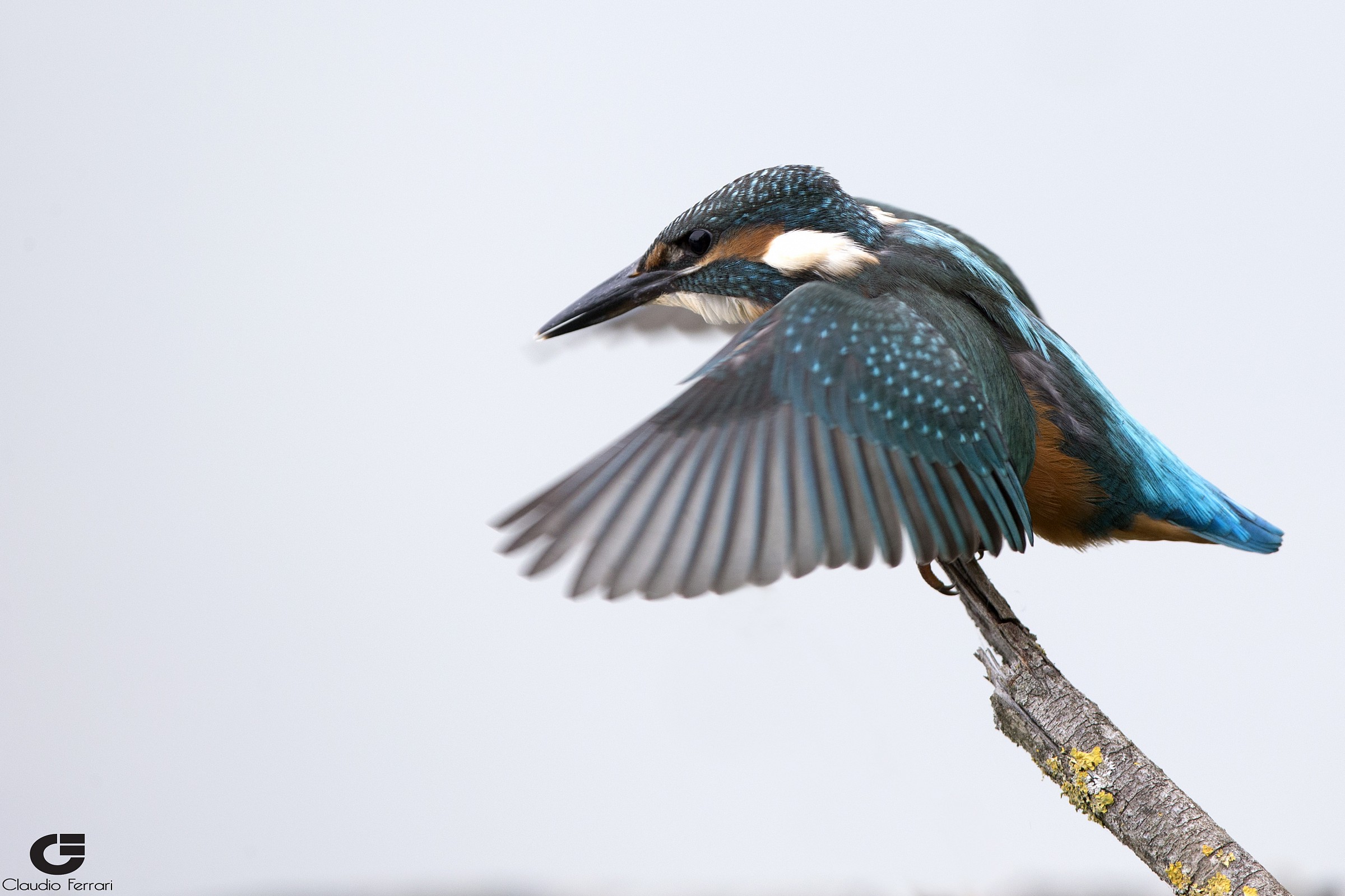 Kingfisher