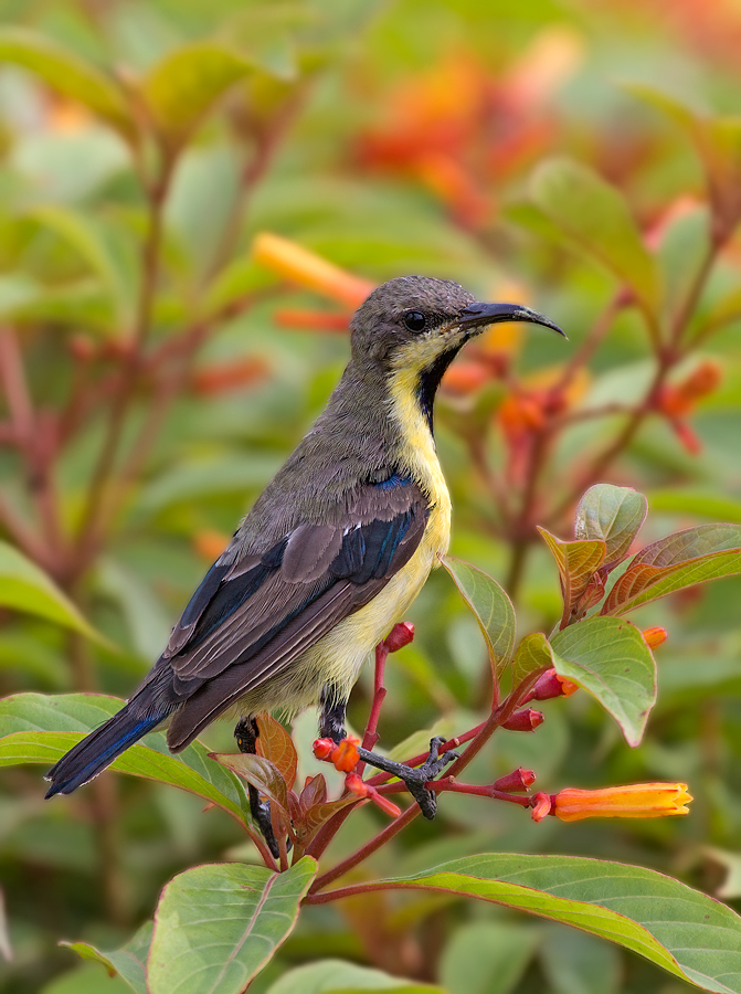 Purple Sunbird: Eclipse Male.