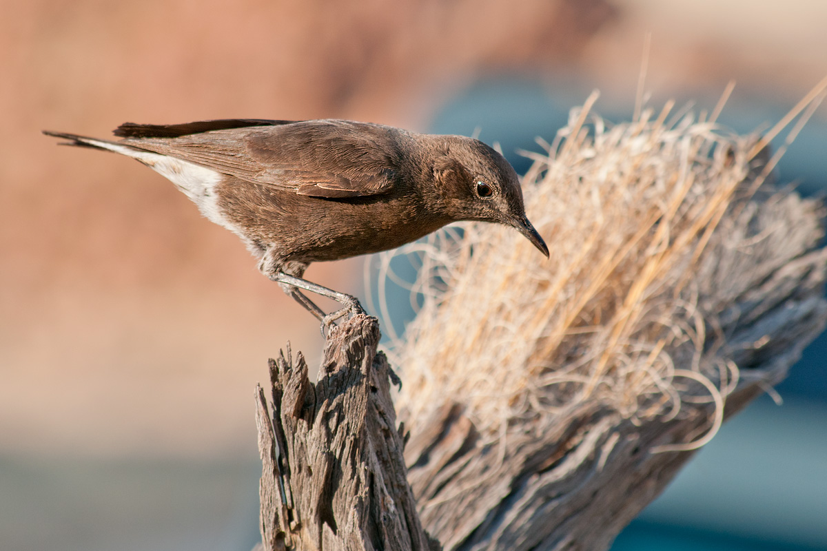monachella montana (Oenanthe monticola)