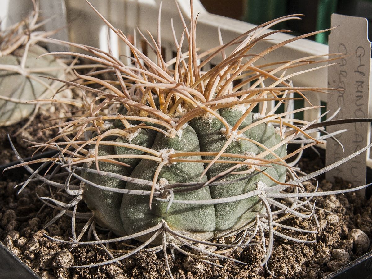 Gymnocalycium Cardenasium