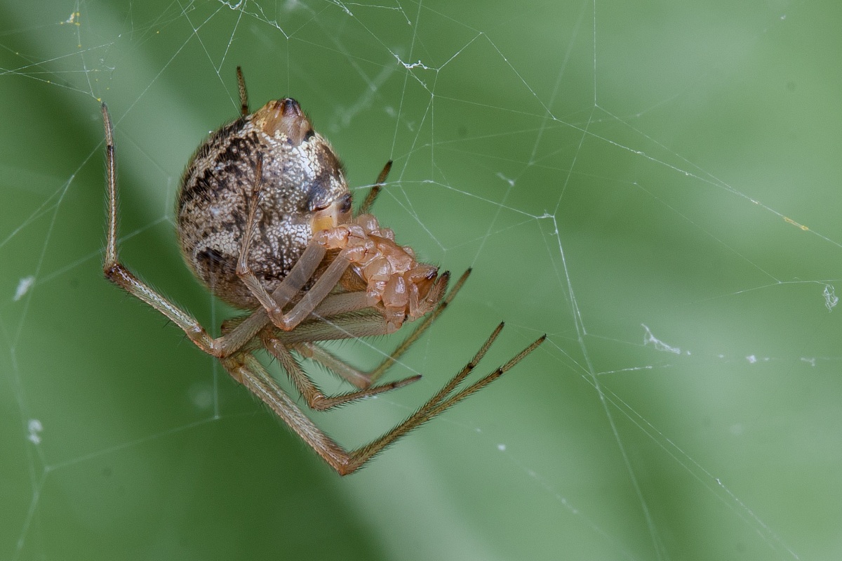 Parasteatoda tepidariorum