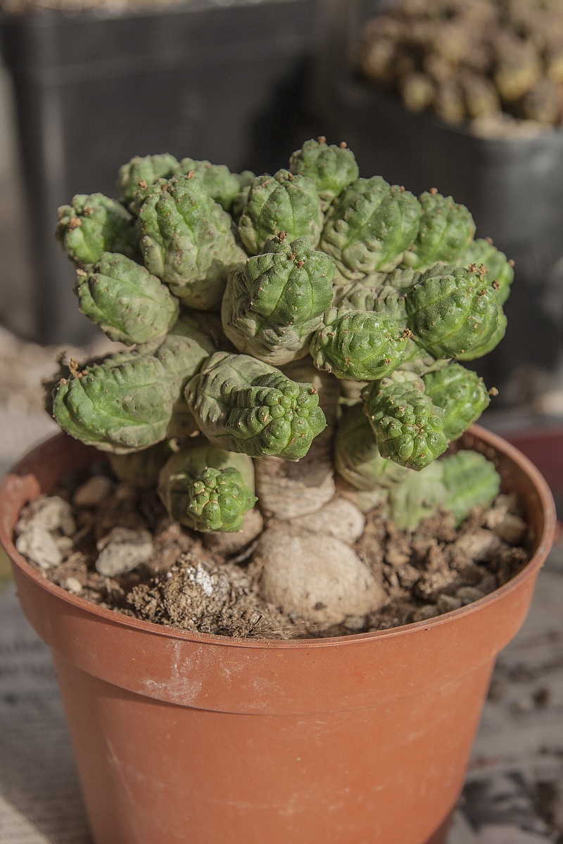 Euphorbia Pseudoglobosa