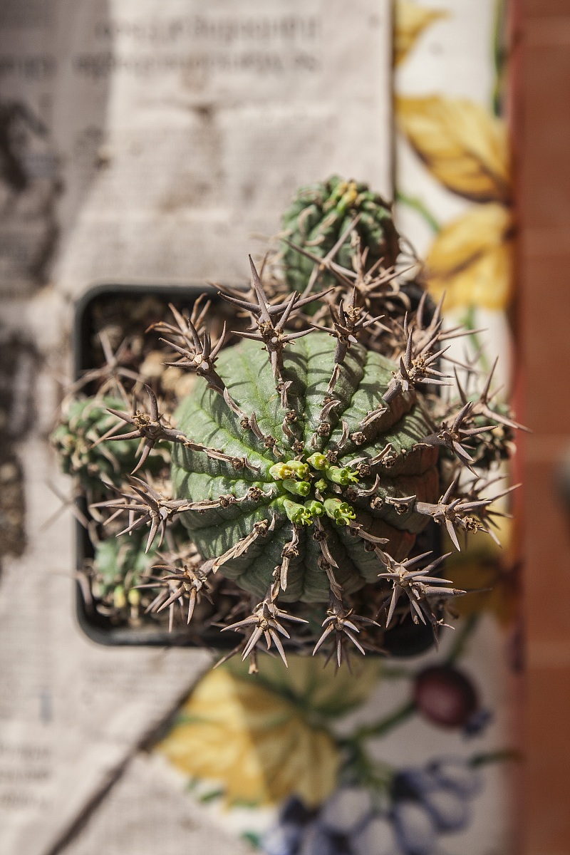 Euphorbia Stellaspina