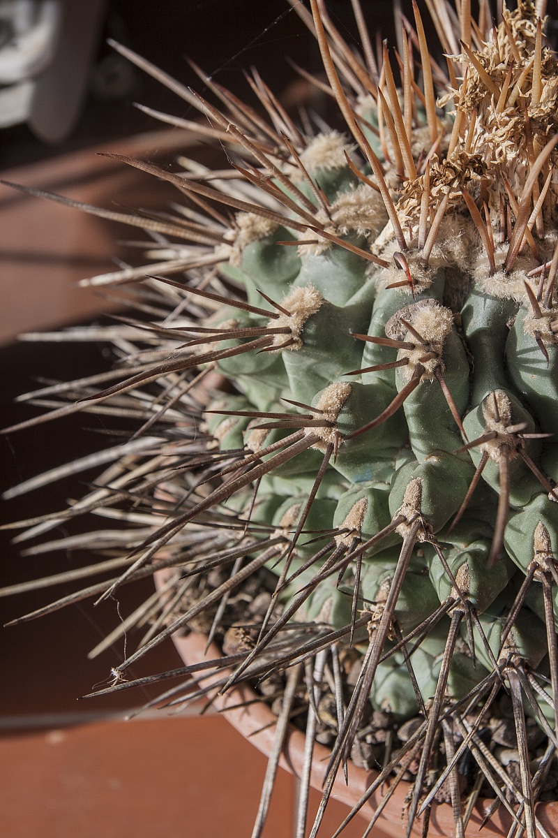 Thelocactus Nidulans