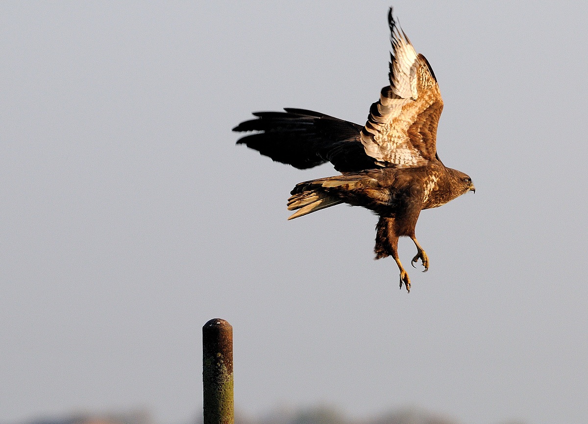 the prominent buzzard
