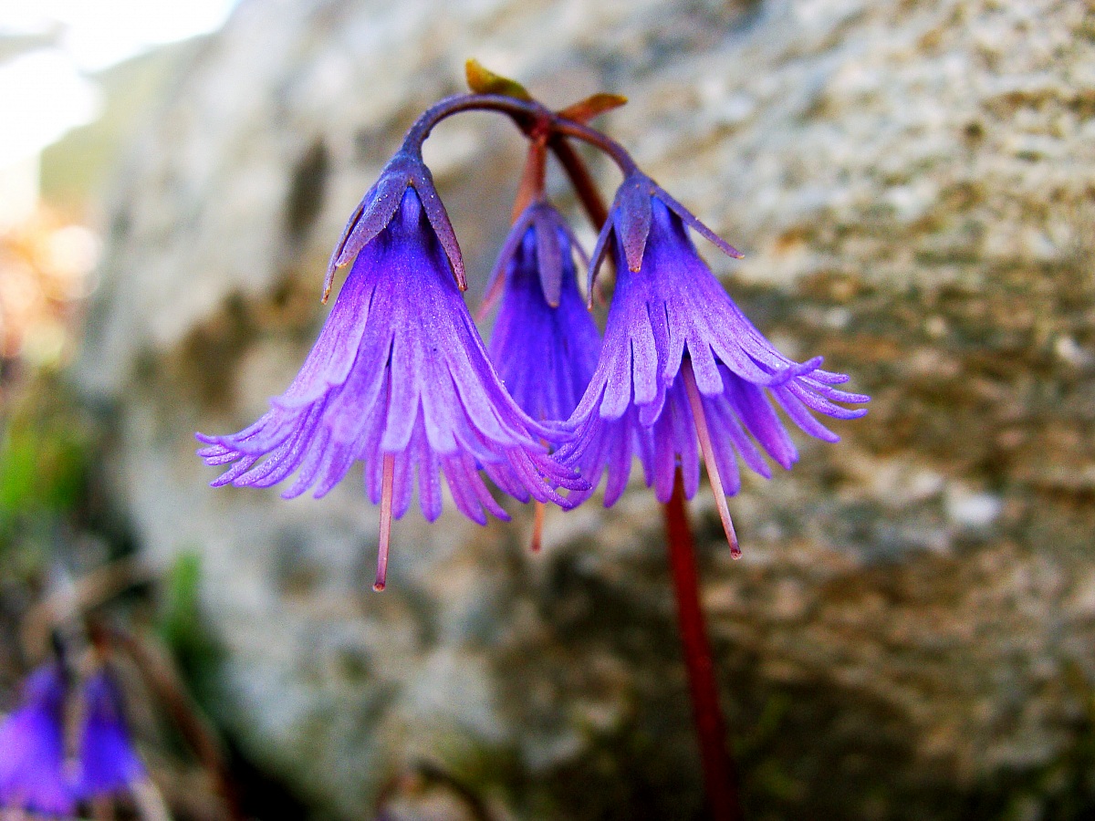 Campanule di montagna