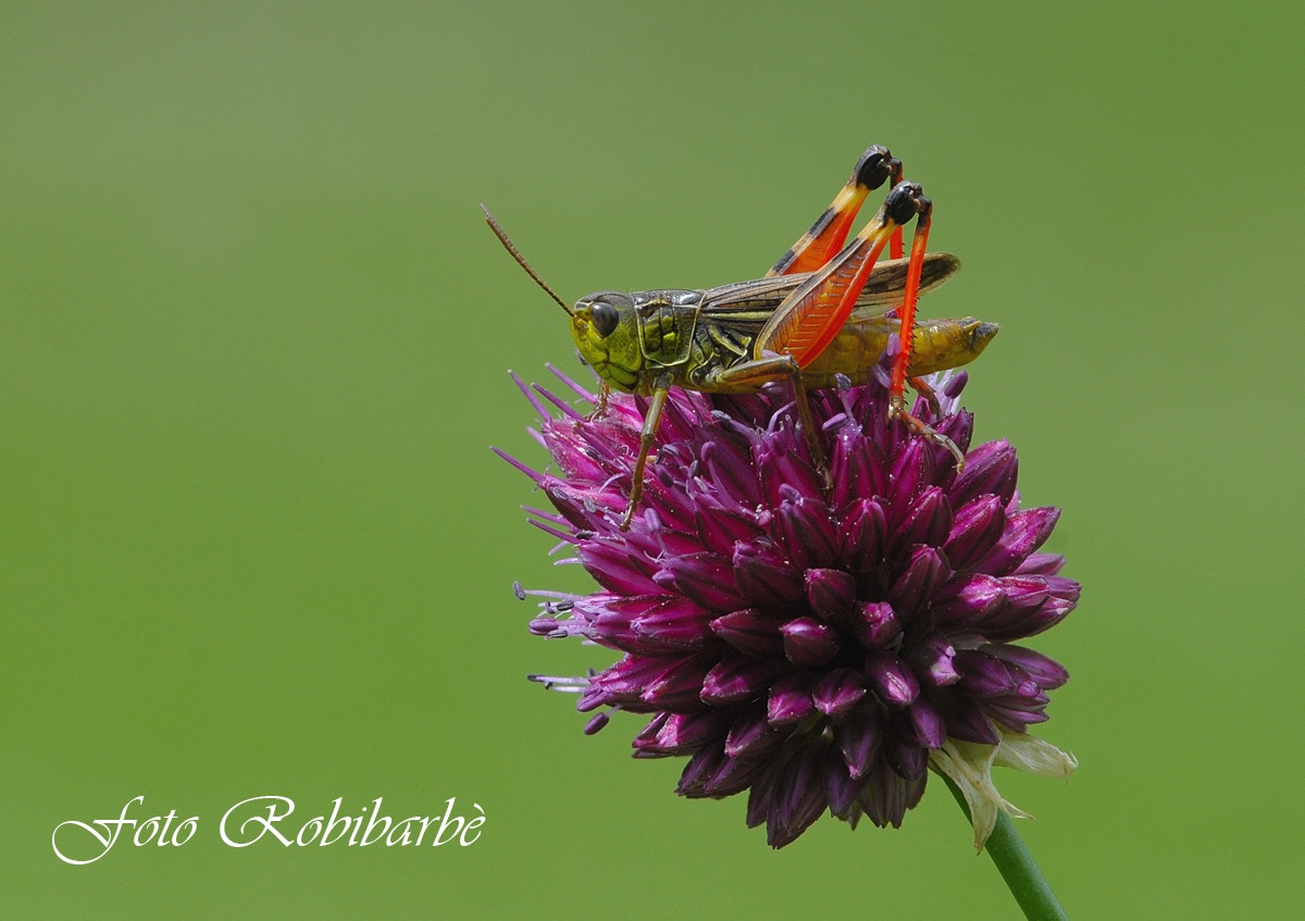 Cavalletta.... rifrangente....