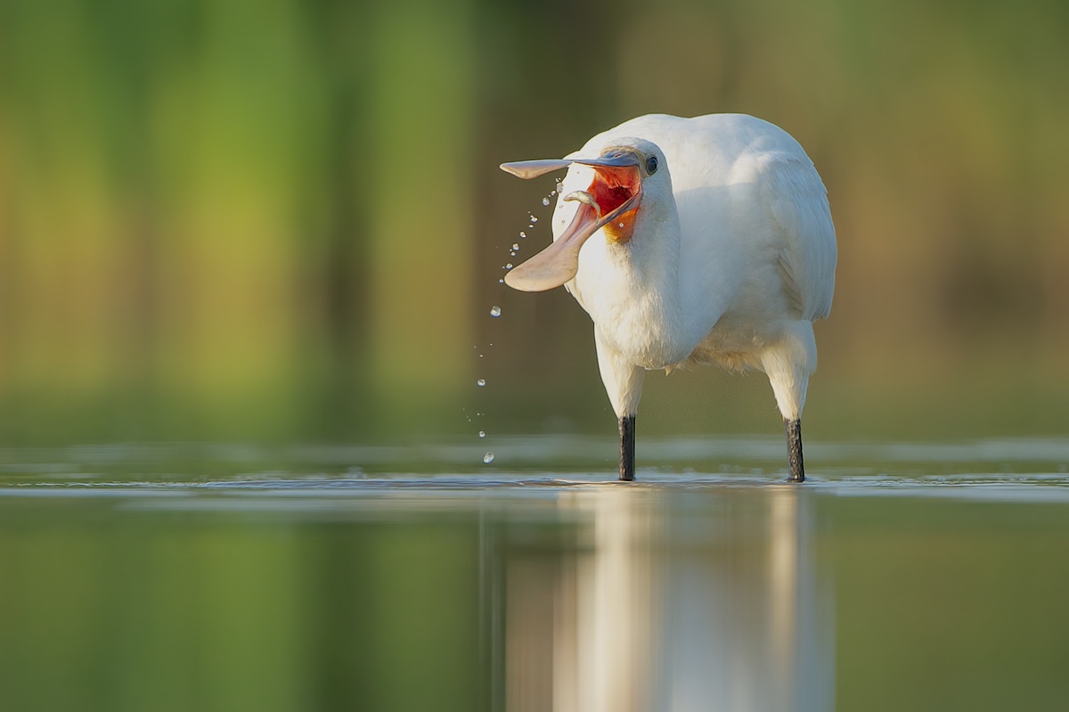 Spatola mangiare un piccolo pesce