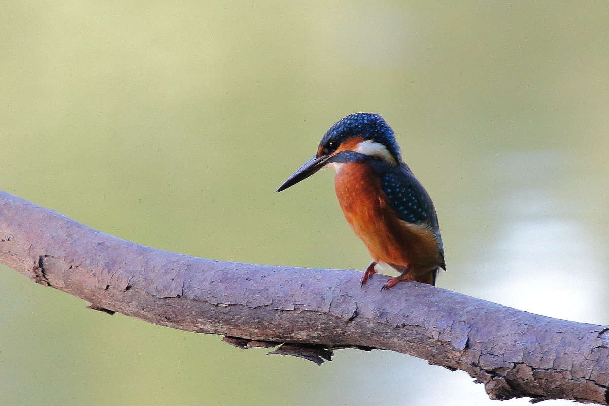 Kingfisher