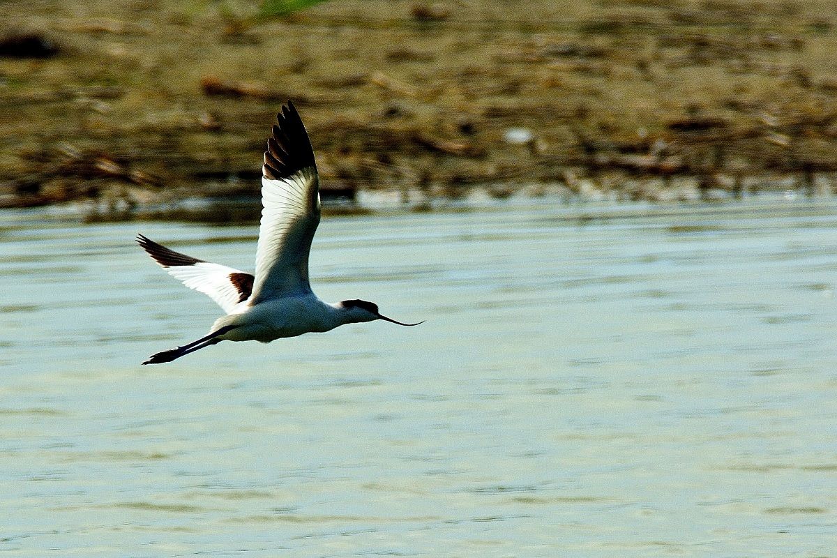 Pied Avocet in flight