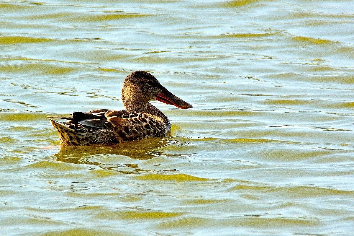 Shoveler
