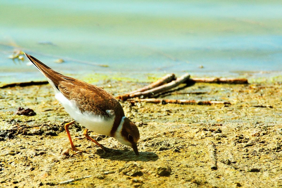 Little Ringed Plover